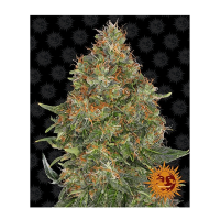 Barney's Farm - Pineapple Express (Autoflowering)