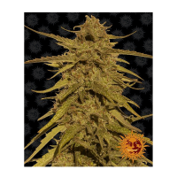 Barney's Farm - Pineapple Haze (Regular)