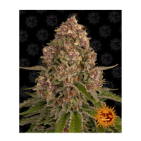 Barney's Farm - Pink Kush (Feminizált)