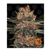 Barney's Farm - Purple Punch (Autoflowering)