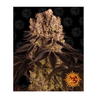 Barney's Farm - Purple Punch (Feminizált)