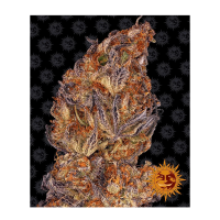 Barney's Farm - Runtz (Autoflowering)