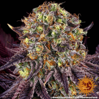 Barney's Farm - Runtz x Layer Cake (Feminizált)