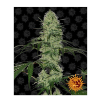 Barney's Farm - Tangerine Dream (Autoflowering)