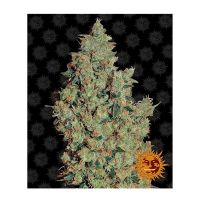 Barney's Farm - Tangerine Dream (Feminizált)
