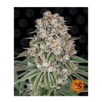 Barney's Farm - Tropicanna Banana (Feminizált)
