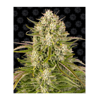 Barney's Farm - Wedding Cake (Autoflowering)
