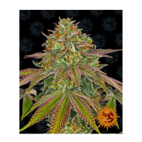 Barney's Farm - Wedding Cake (Feminizált)