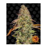 Barney's Farm - Zkittlez OG (Autoflowering)