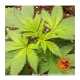 Barney's Farm - Acapulco Gold (Feminizált) kannabis mag