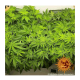 Barney's Farm - Acapulco Gold (Feminizált) kannabis mag