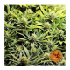 Barney's Farm - Acapulco Gold (Feminizált) kannabis mag