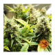Barney's Farm - Acapulco Gold (Feminizált) kannabis mag