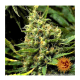 Barney's Farm - Acapulco Gold (Feminizált) kannabis mag
