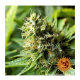 Barney's Farm - Acapulco Gold (Feminizált) kannabis mag