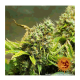 Barney's Farm - Acapulco Gold (Feminizált) kannabis mag