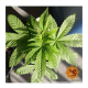 Barney's Farm - Amnesia Lemon (Feminizált) kannabis mag