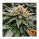 Barney's Farm - Amnesia Lemon (Feminizált) kannabis mag