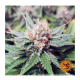 Barney's Farm - Amnesia Lemon (Feminizált) kannabis mag