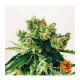Barney's Farm - Amnesia Lemon (Feminizált) kannabis mag