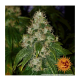 Barney's Farm - Amnesia Lemon (Feminizált) kannabis mag