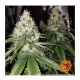 Barney's Farm - Amnesia Lemon (Feminizált) kannabis mag