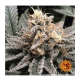 Barney's Farm - Ayahuasca Purple (Feminizált) kannabis mag