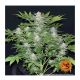 Barney's Farm - Ayahuasca Purple (Feminizált) kannabis mag