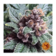 Barney's Farm - Ayahuasca Purple (Feminizált) kannabis mag