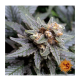 Barney's Farm - Ayahuasca Purple (Feminizált) kannabis mag