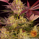Barney's Farm - Biscotti Mintz (Feminizált) kannabis mag