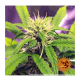 Barney's Farm - Blueberry Cheese (Autoflowering) kannabis mag