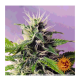 Barney's Farm - Blueberry Cheese (Autoflowering) kannabis mag