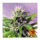 Barney's Farm - Blueberry Cheese (Autoflowering) kannabis mag