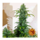 Barney's Farm - Blueberry Cheese (Autoflowering) kannabis mag
