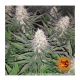 Barney's Farm - Blueberry Cheese (Feminizált) kannabis mag