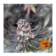 Barney's Farm - Blueberry Cheese (Feminizált) kannabis mag