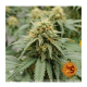 Barney's Farm - Blueberry Cheese (Feminizált) kannabis mag