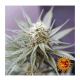 Barney's Farm - Blueberry Cheese (Feminizált) kannabis mag