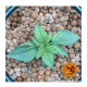 Barney's Farm - Blueberry OG (Feminizált) kannabis mag