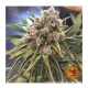 Barney's Farm - Blueberry OG (Feminizált) kannabis mag