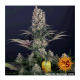 Barney's Farm - Blueberry OG (Feminizált) kannabis mag