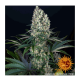 Barney's Farm - Blueberry OG (Feminizált) kannabis mag