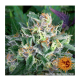 Barney's Farm - Blueberry OG (Feminizált) kannabis mag