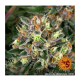 Barney's Farm - Blueberry OG (Feminizált) kannabis mag