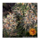 Barney's Farm - Blueberry OG (Feminizált) kannabis mag