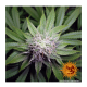 Barney's Farm - Cookies Kush (Feminizált) kannabis mag