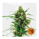 Barney's Farm - Critical Kush (Autoflowering) kannabis mag