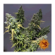 Barney's Farm - Critical Kush (Feminizált) kannabis mag
