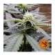 Barney's Farm - Critical Kush (Feminizált) kannabis mag